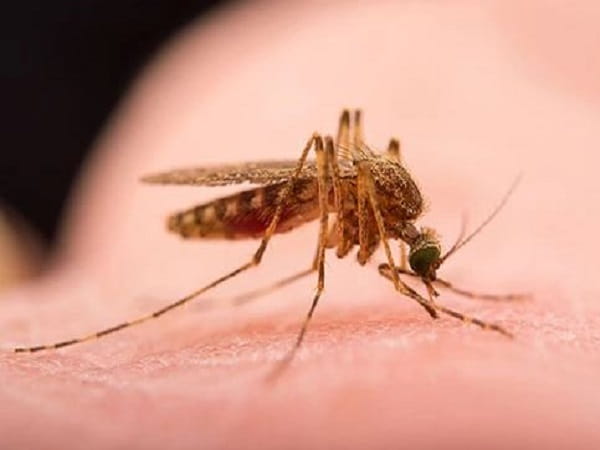 Con muỗi số bao nhiêu theo từng tình huống thường gặp