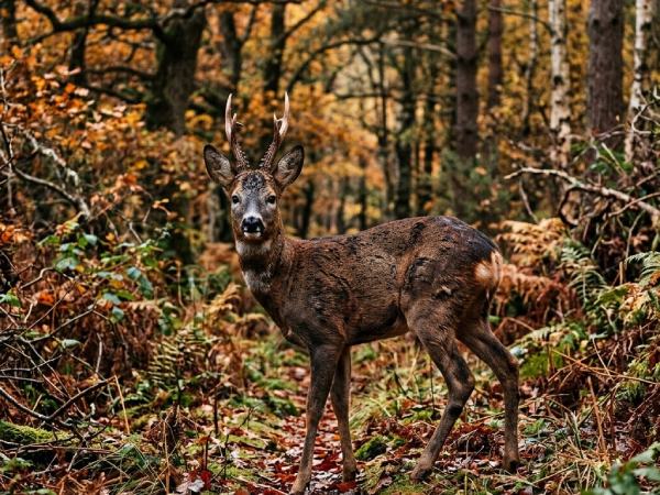 Tìm hiểu con nai số mấy và ý nghĩa tâm linh ẩn sau Tìm hiểu con nai số mấy và ý nghĩa tâm linh ẩn sau