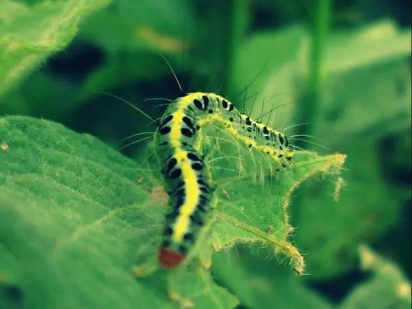 Tìm hiểu mơ thấy con sâu số mấy, báo hiệu điềm lành dữ?