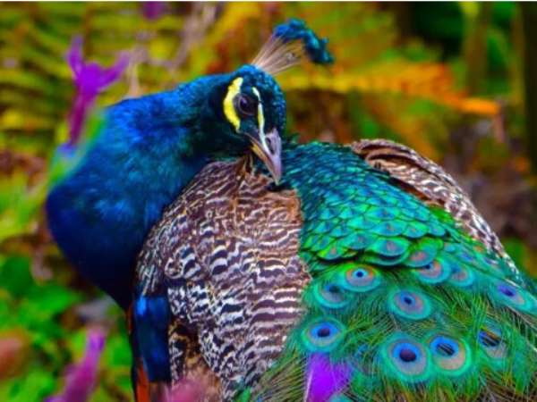 Các trường hợp khác khi nằm mơ thấy con công