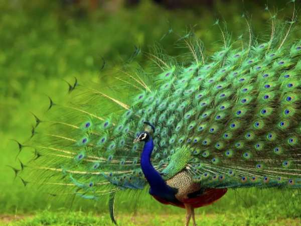 Mơ thấy con công là điềm gì? Giải mã theo từng trường hợp