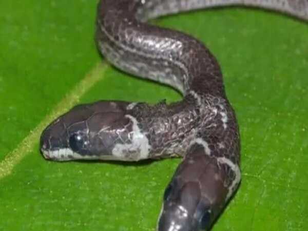 Nằm mơ thấy rắn 2 đầu là điềm gì, có con gì đại cát?