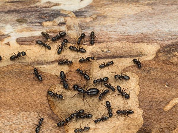 Nằm mơ thấy đàn kiến đen là điềm gì, con gì may mắn?
