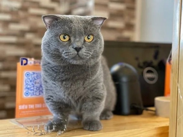 Nằm mơ thấy mèo xám là điềm gì, dự báo hung hay cát?