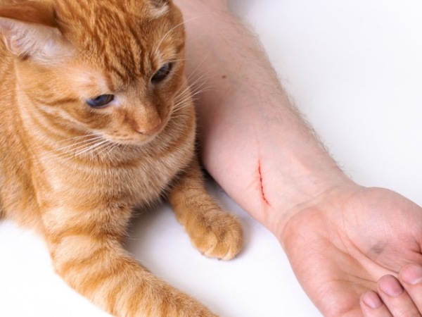 Nằm mơ thấy mèo cắn vào tay có điềm gì, có phải xui xẻo?