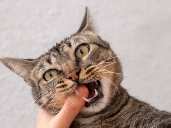 Nằm mơ thấy mèo cắn vào tay có điềm gì, có phải xui xẻo?