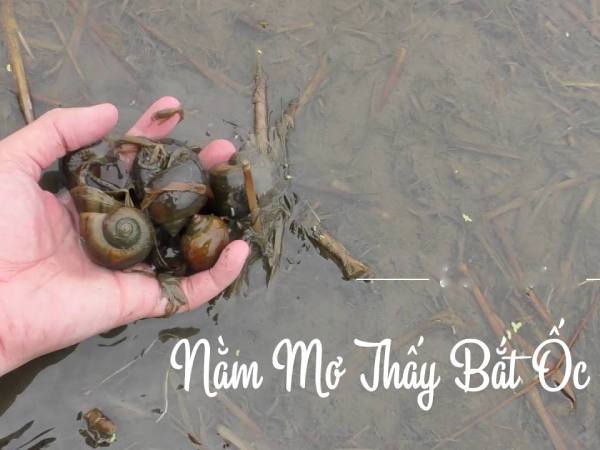 Mơ thấy bắt ốc đánh con gì? Góc nhìn theo quan niệm dân gian